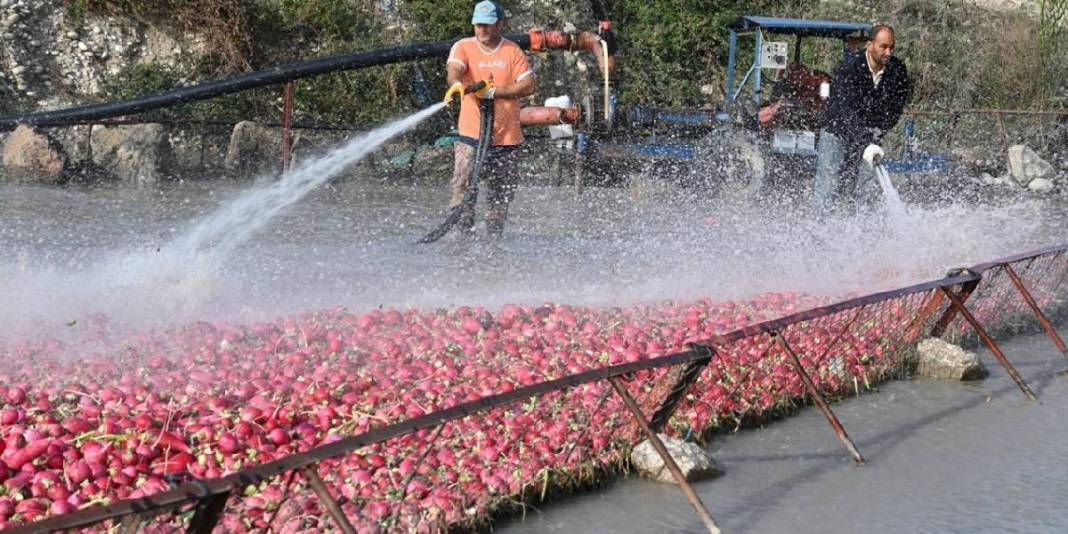 Dondurucu suyun içinde zorlu mesai! Hasat yapılıyor, çamurdan arındırılıyor: İşçiler el emeğiyle zorluğun üstesinden geliyor 1